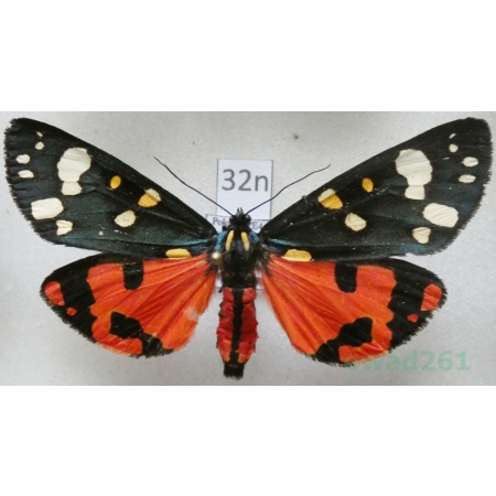 Callimorpha dominula (Linnaeus, 1758) Krasopani poziomkówka Poland32n